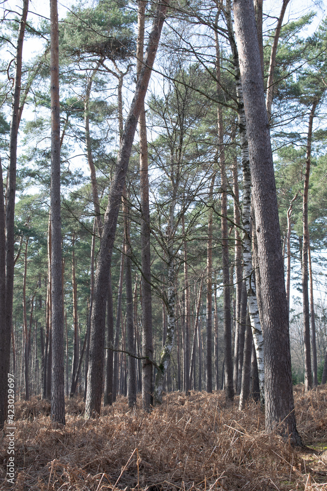 Obraz premium Big trees in a forest