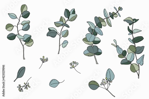 Eucalyptus twigs set. Hand-drawn style. White background  isolate. Vector illustration.