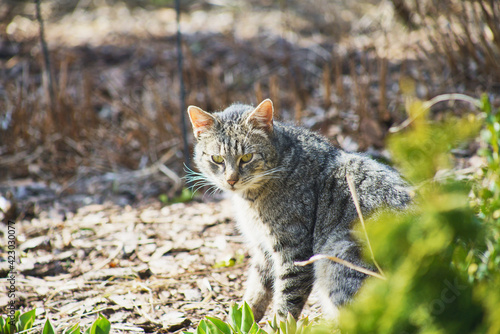domestic cat exploring the garden © jindrich