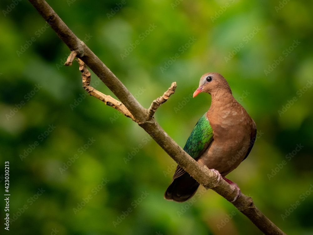 Asian Emerald Dove(Female) Asian Emerald Dove(Female)