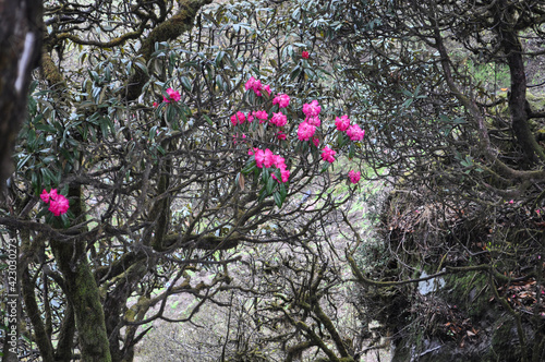 Virgin forest with bloomed red Rhododenron trees photo