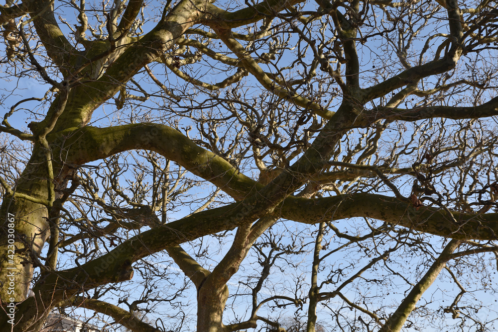 Branchages de platanes