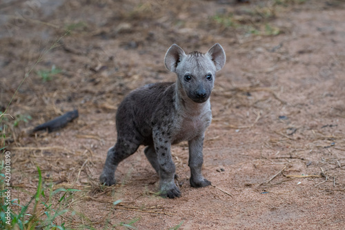 A Hyena cub seen on a safari in South Africa