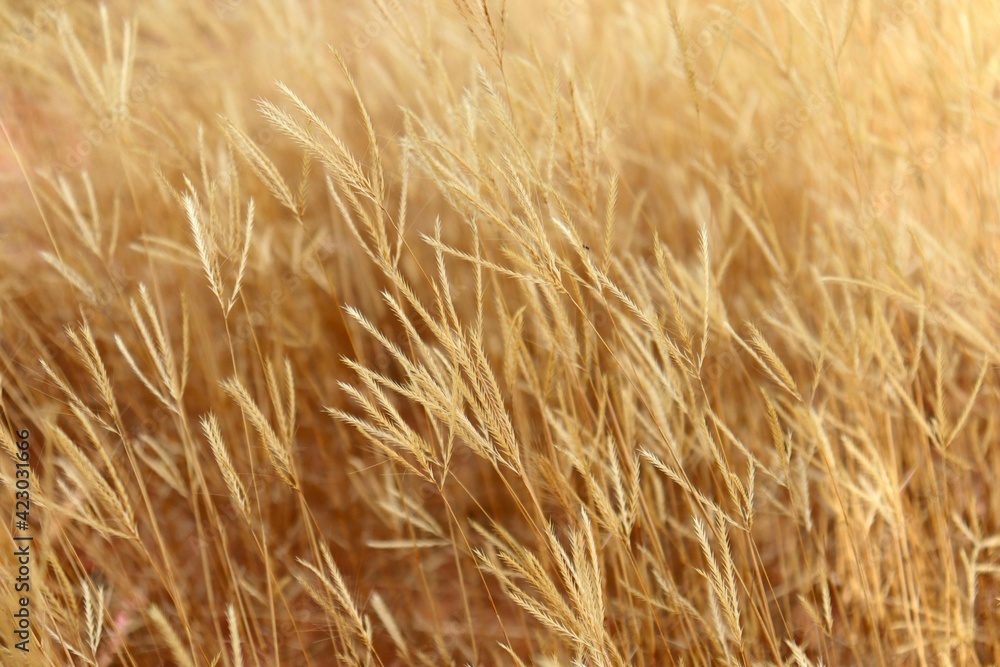 Fototapeta premium Dense patch of dry Gymnopogon foliosus