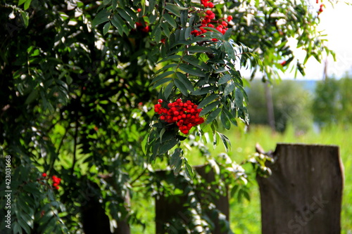 red rowan on the tree