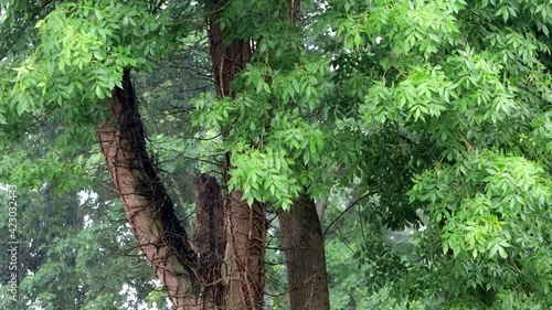 rain falling on green ash tree
