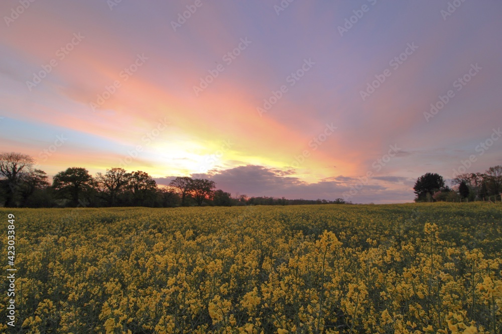 Obraz premium British Spring Sunset