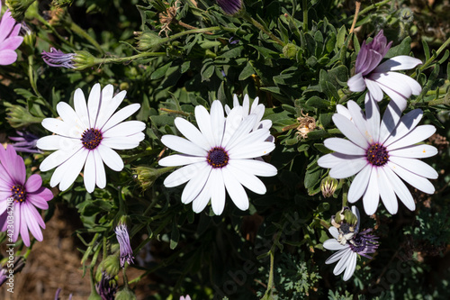 Top view of beautiful white flowers in line. Set of three beautiful flowers in line.