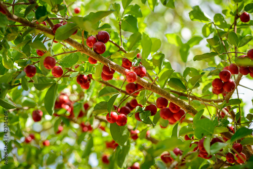 Tableau sur toile Acerola tree with many ripe fruits.