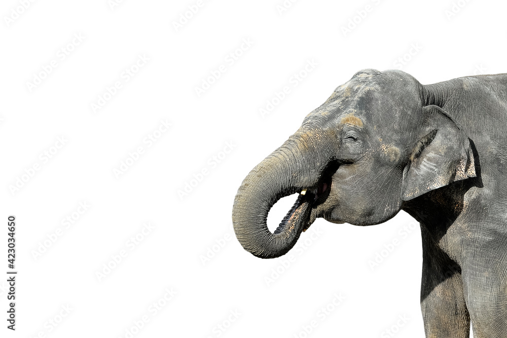 Naklejka premium Elephant isolated on white. Portrait of a big gray elephant close up. Zoo animals concept. Banner with copy space