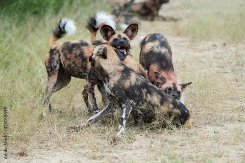 African Wilddogs seen on a safari in South Africa