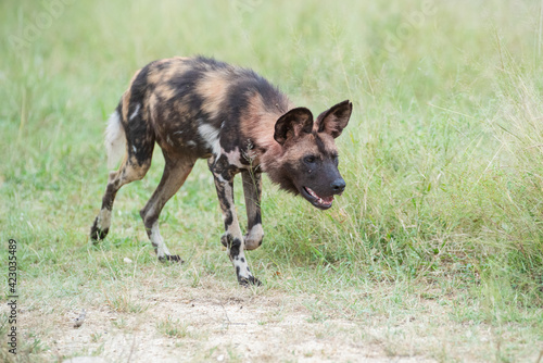 African Wilddogs seen on a safari in South Africa