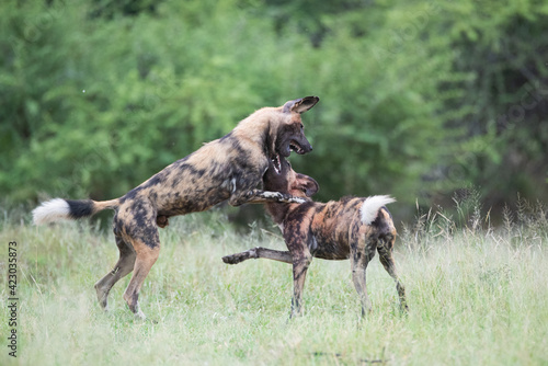 Playful African Wilddogs seen on a safari in South Africa