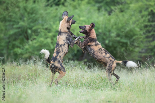 Playful African Wilddogs seen on a safari in South Africa