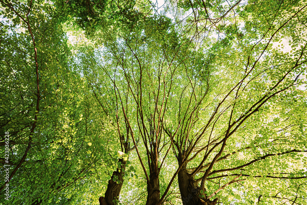 Fototapeta premium Summer Green Canopy Of Tall Trees. Deciduous Forest, Summer Nature In Sunny Day. Upper Branches Of Tree With Fresh Green Foliage. Low Angle View. Background.