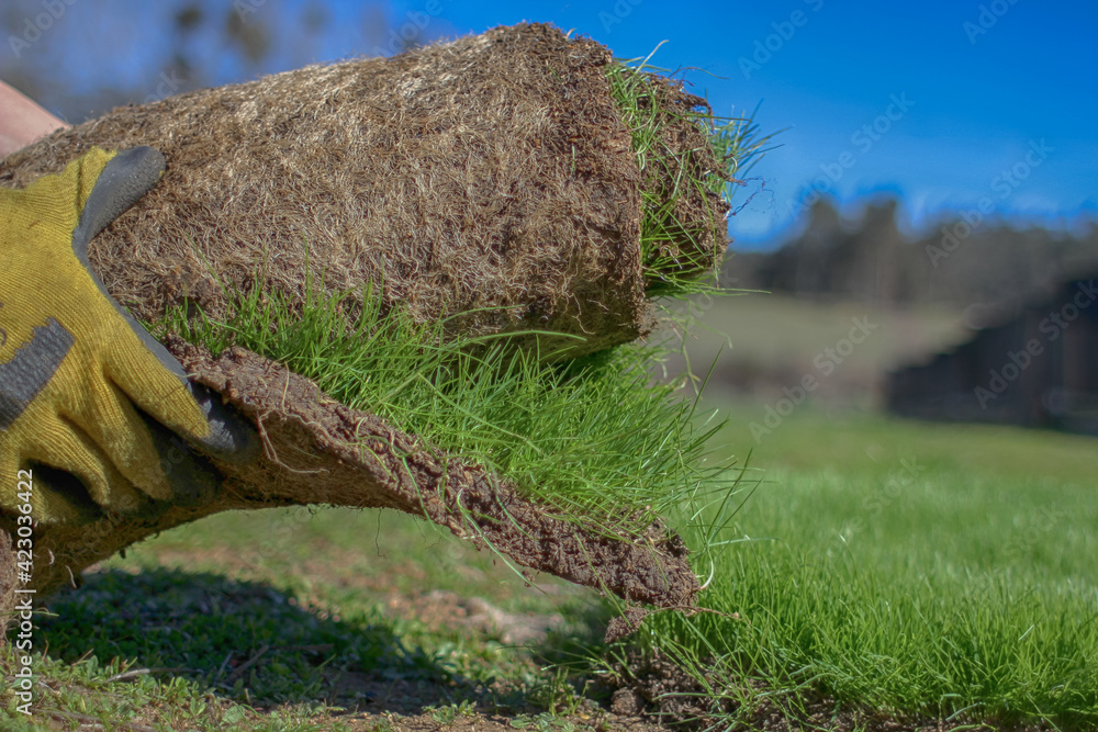 Fototapeta premium roll of organic natural grass for planting above ground in daylight