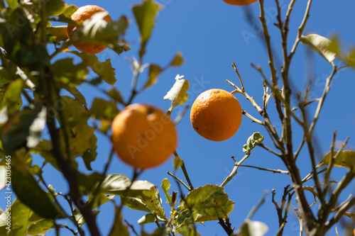 Down to up view beautiful orange tree in a summer day. Beautiful oranges in a summer day.