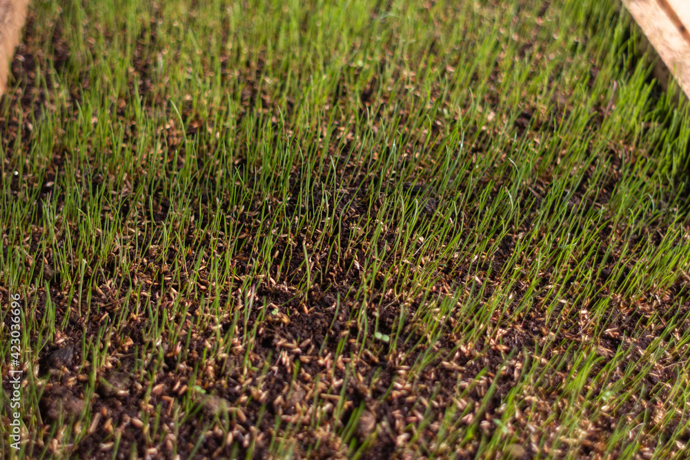 grass sprouts starting to grow inside a greenhouse grass sprouts starting to grow inside a greenhouse