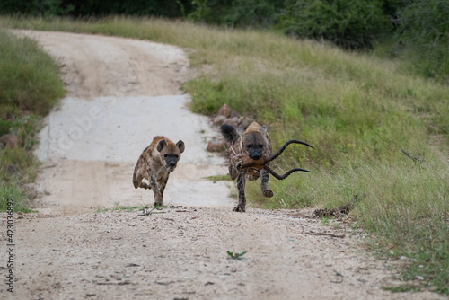 Spotted Hyena feeding on an Impala on a safari in South Africa