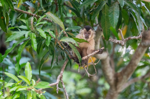 Hooded capuchin monkey  Cebus apella cay 