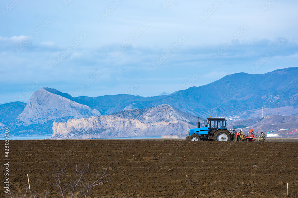 Naklejka premium Planting grapes