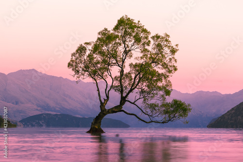 That Wanaka Tree at sunrise. Famous tree in the water  Wanaka  New Zealand