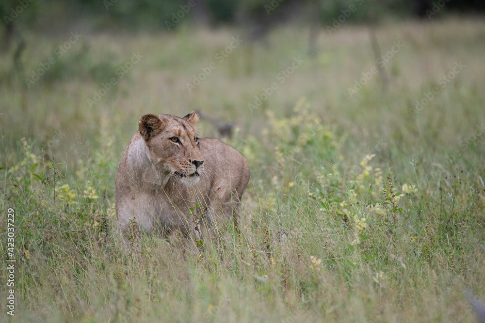A female Lion seen on a safari in South Africa A female Lion seen on a safari in South Africa