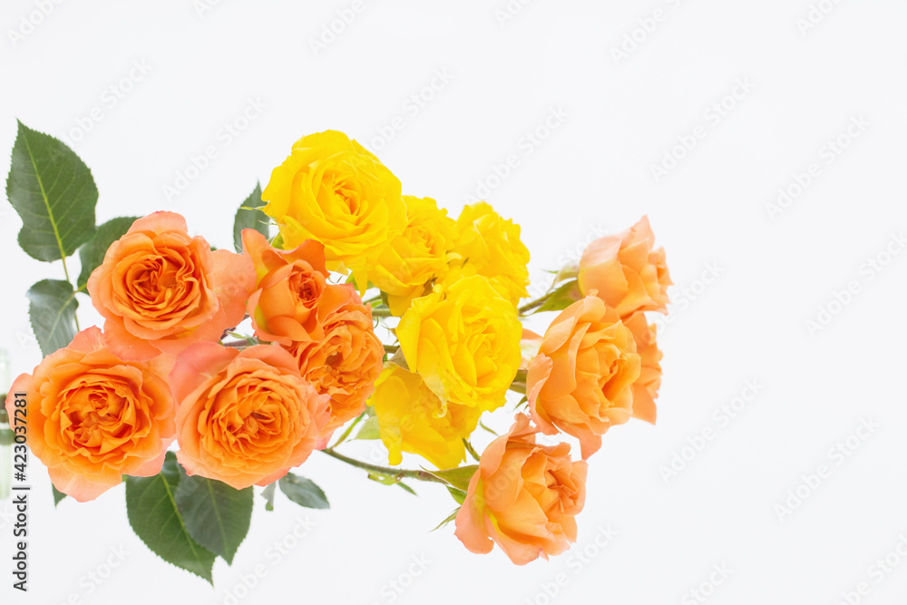orange and yellow beautiful roses on white background orange and yellow beautiful roses on white background