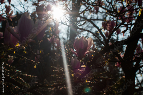 ray of light on morning magnolia grandiflora flowers for springtime