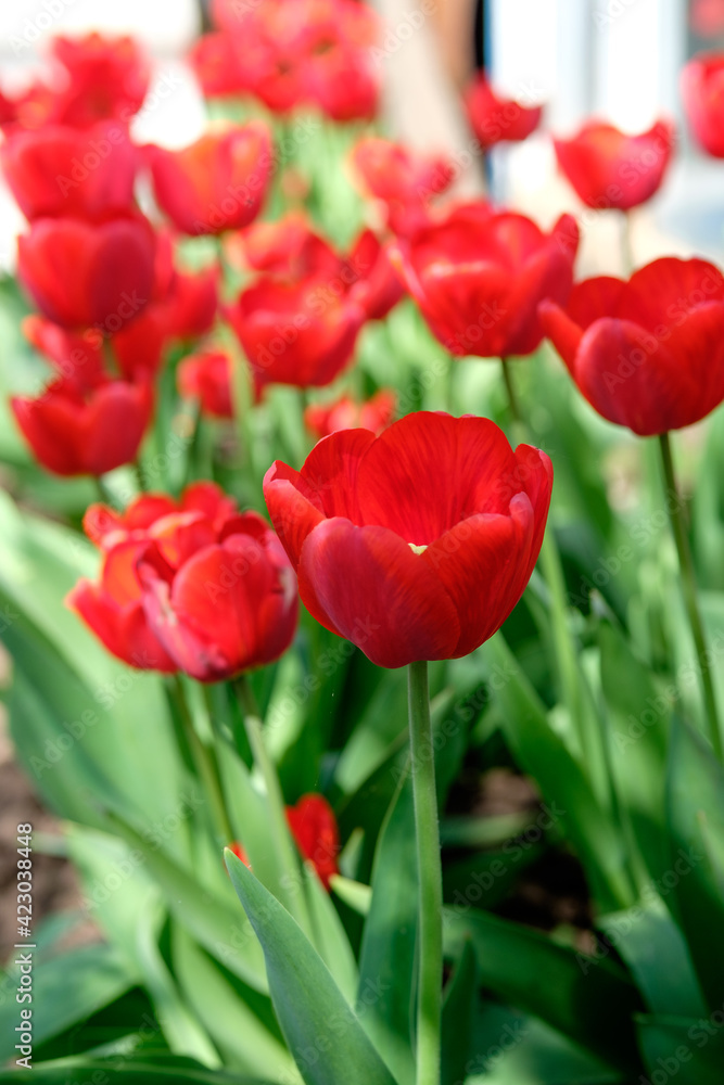 Close up of red sunny tulips in the blurred background. Spring flowers garden. Sunny tulips in flowerbed. Close up of red sunny tulips in the blurred background. Spring flowers garden. Sunny tulips in flowerbed.