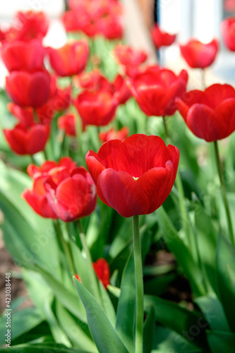 Close up of red sunny tulips in the blurred background. Spring flowers garden. Sunny tulips in flowerbed.