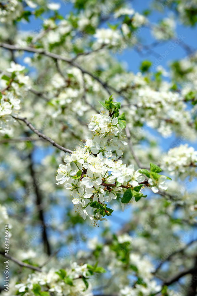 Branches of sunny cherry tree with white flowers on blue sky background. Close up of cherry tree blossom. Early spring garden. Fruit garden.