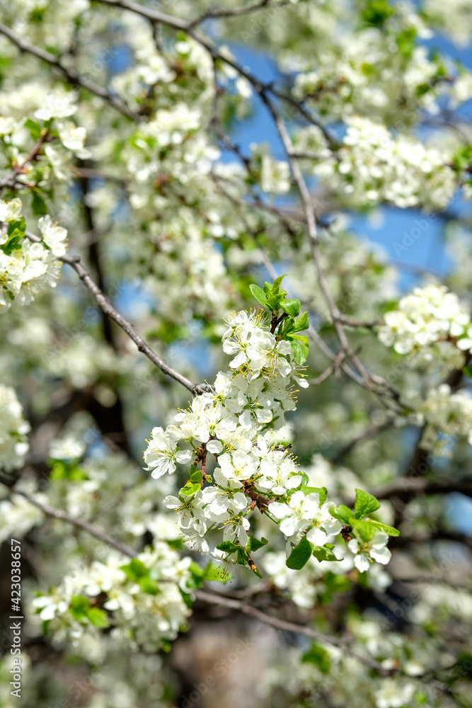 Branches of sunny cherry tree with white flowers on blue sky background. Close up of cherry tree blossom. Early spring garden. Fruit garden. Branches of sunny cherry tree with white flowers on blue sky background. Close up of cherry tree blossom. Early spring garden. Fruit garden.