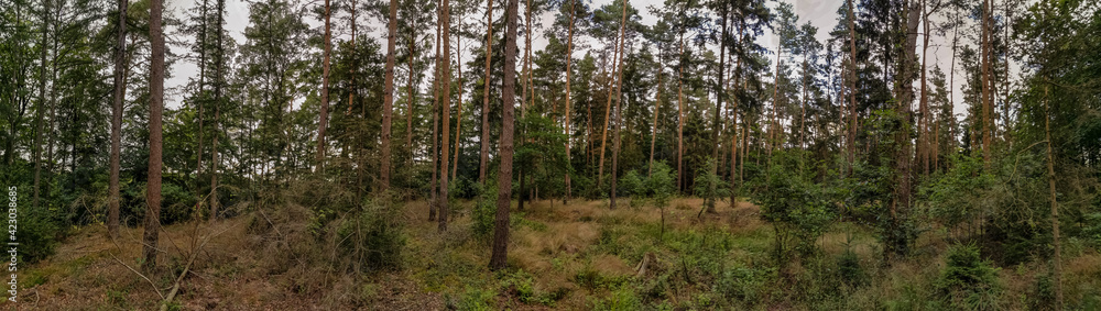 walk in the forest walk in the forest