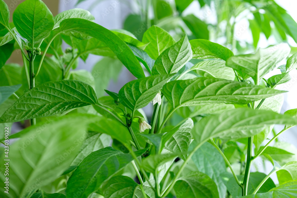 A pepper seedlings bloom. A pepper transplants on windowsill at daylight. A pepper seedlings bloom. A pepper transplants on windowsill at daylight.
