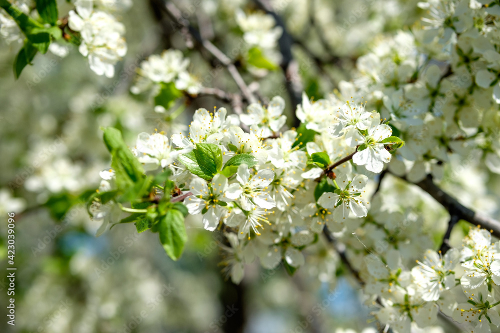 Branches of sunny cherry tree with white flowers on blue sky background. Close up of cherry tree blossom. Early spring garden. Fruit garden. Branches of sunny cherry tree with white flowers on blue sky background. Close up of cherry tree blossom. Early spring garden. Fruit garden.