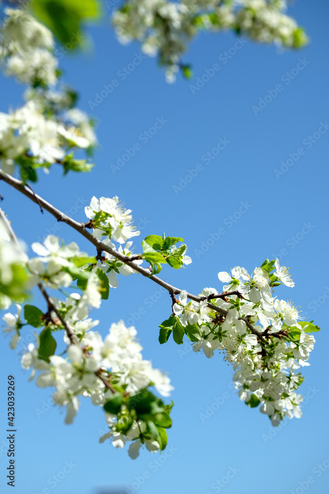 Branches of sunny cherry tree with white flowers on blue sky background. Close up of cherry tree blossom. Early spring garden. Fruit garden. Branches of sunny cherry tree with white flowers on blue sky background. Close up of cherry tree blossom. Early spring garden. Fruit garden.