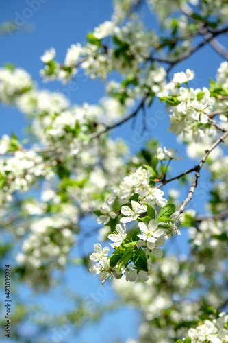 Branches of sunny cherry tree with white flowers on blue sky background. Close up of cherry tree blossom. Early spring garden. Fruit garden. © Regina