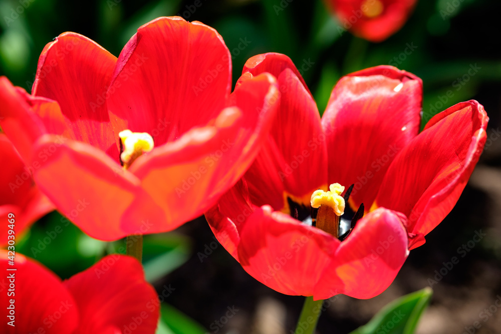 Close up of red sunny tulips on the blurred background. Spring flowers garden. Sunny tulips in flowerbed. Close up of red sunny tulips on the blurred background. Spring flowers garden. Sunny tulips in flowerbed.