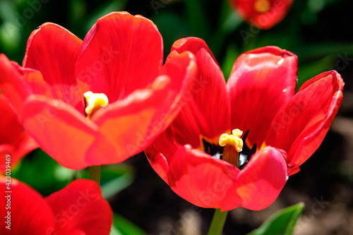 Close up of red sunny tulips on the blurred background. Spring flowers garden. Sunny tulips in flowerbed.