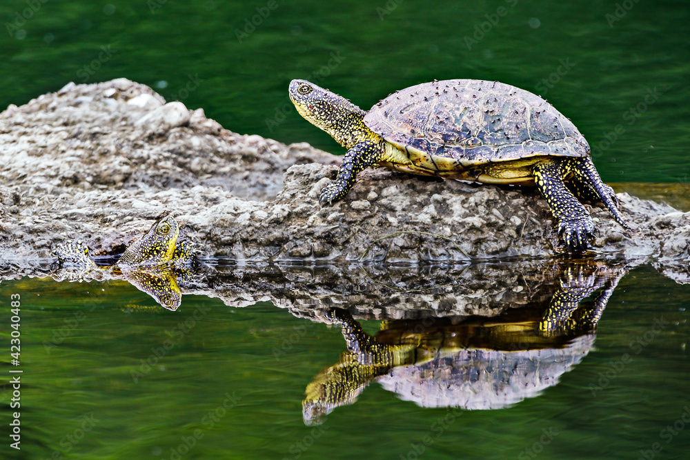 Fototapeta premium take my hand?