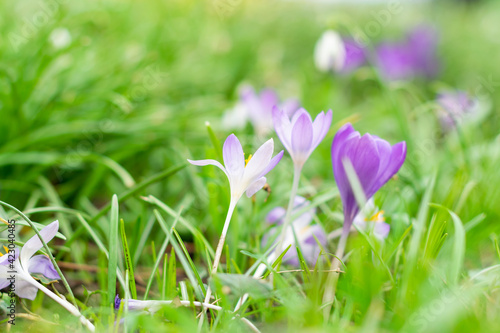 Many crocus flowers in growing the garden, white and purple flower colors, spring seasonn blooming signs, tiny flowers as a first sighn of spring and winter ending, new season is comming photo