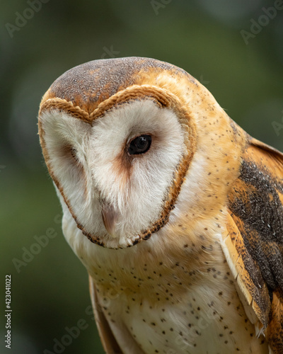 Barn Owl portrait 2 © Ivan Zun
