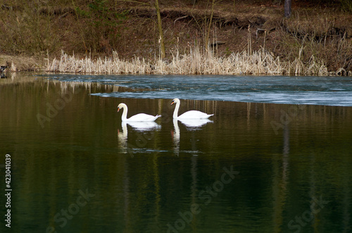 Two white swans swims on the lake © Александр Гичко