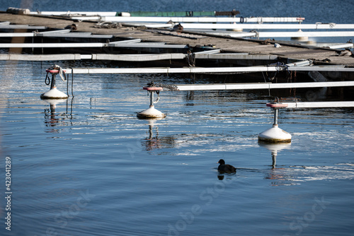Photography bird in the dock, nacka, sweden,sverige, stockholm