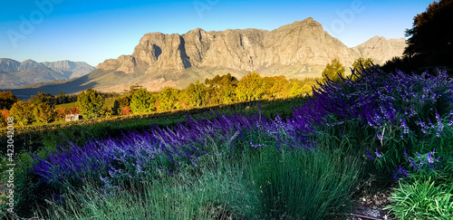 Stellenbosch Valley with mountains in South Africa