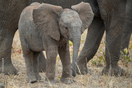 An Elephant cow and her calf seen on a safari in South Africa