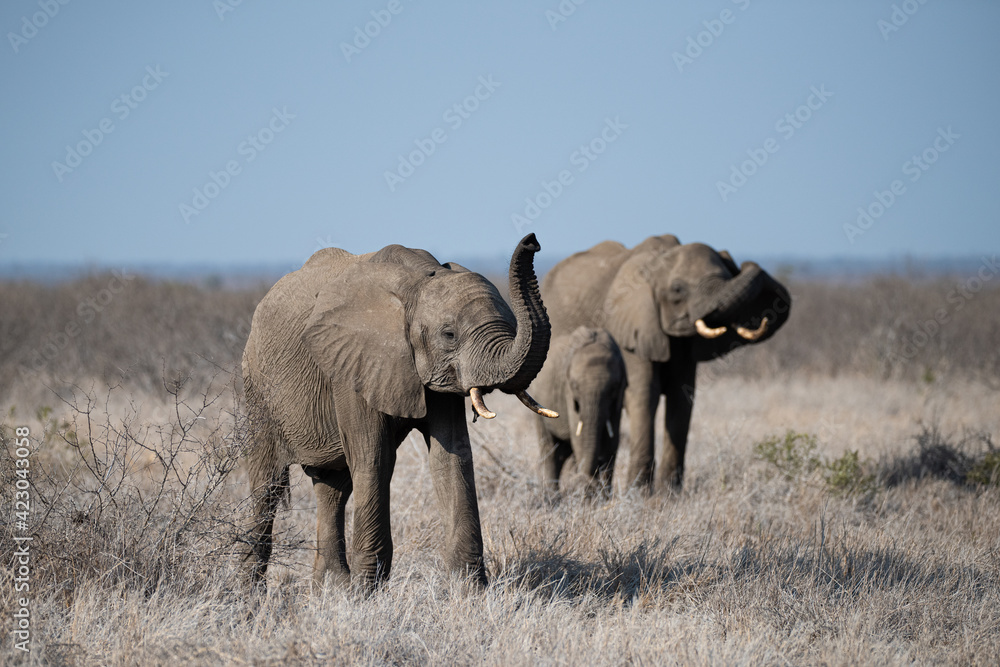 Obraz premium African Elephants seen on a safari in South Africa