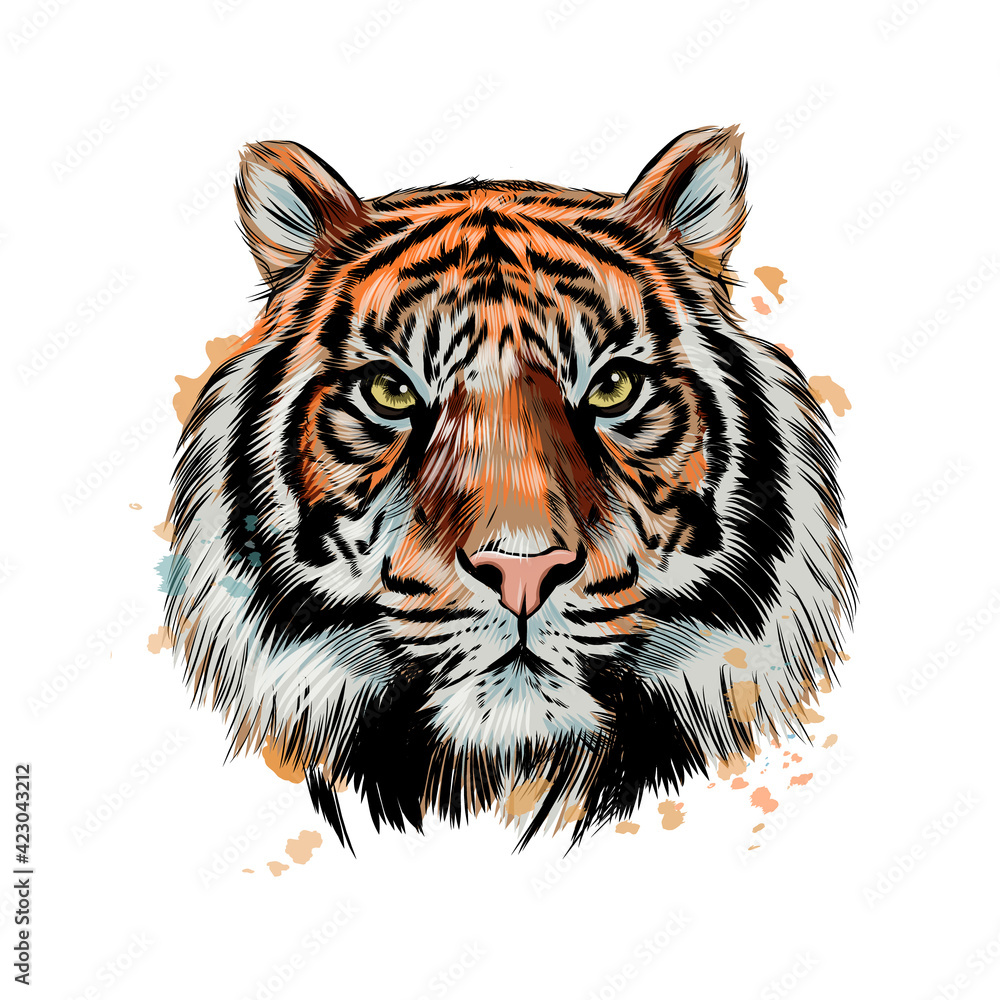 Tiger head portrait from a splash of watercolor, colored drawing, realistic. Vector illustration of paints