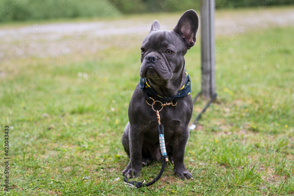 Gray small cute French bulldog with dog leash on a meadow. Photo for animal lovers, dog lovers or backgrounds.
